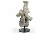 Fossil Phytosaur Vertebra With Metal Stand - Arizona #242298-1